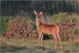 <p>JELEN LESNÍ (Cervus elaphus) obora /Red deer - Rothirsch/</p>
